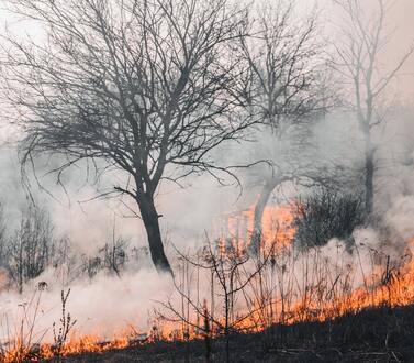 Bushfire Scene