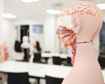 What's On | Virtual Open Day | Think Education | Anatomy Model
